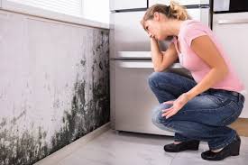 Best Environmental Consulting for Mold Prevention in Clyde, NY